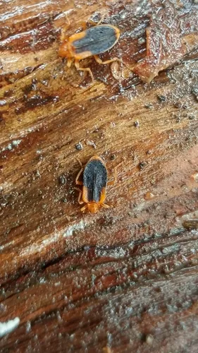 Ischalia vancouverensis