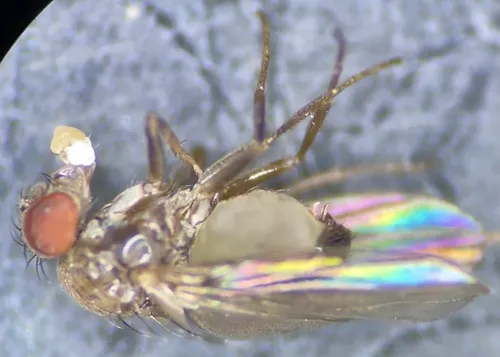 Drosophila affinis