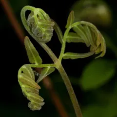 American Royal Fern thumbnail 3