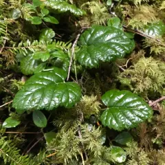 snow dwarf bramble thumbnail 2