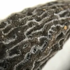 Gray Morel thumbnail 4