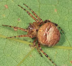 Humped bog orbweaver thumbnail 2