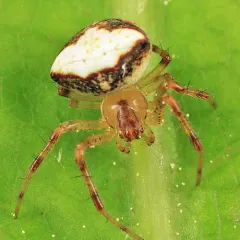 Black-spotted Orbweaver thumbnail 3