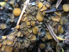 Anthracobia maurilabra thumbnail 2
