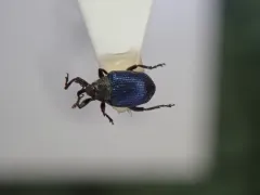 Ceutorhynchus erysimi thumbnail 2