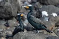 Double-crested Cormorant thumbnail 4