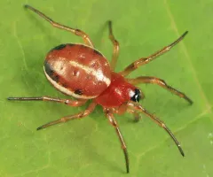 Meadow Dark-eyed Orbweaver thumbnail 3