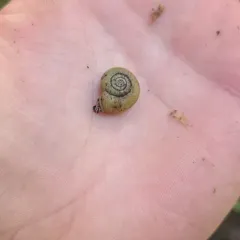 Beaded Lancetooth Snail thumbnail 2