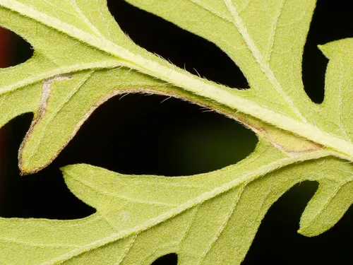 Bucculatrix agnella
