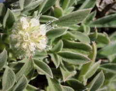 serpentine phacelia thumbnail 2