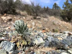 Klamath rockcress thumbnail 2