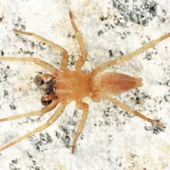 Clubiona bishopi thumbnail 2
