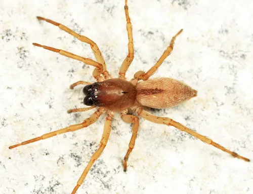 Canada Sac Spider