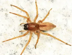 Canada Sac Spider thumbnail 1
