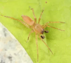 Kaston Sac Spider thumbnail 3