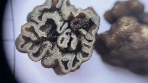 Genea gardneri