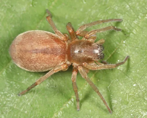 Riparian Sac Spider
