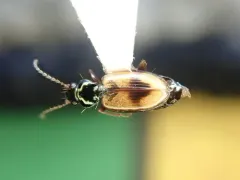 Dry-field Bembidion Beetle thumbnail 3