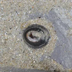Chocolate Limpet thumbnail 3
