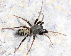 Variegated Ant-mimic Sac Spider thumbnail 3