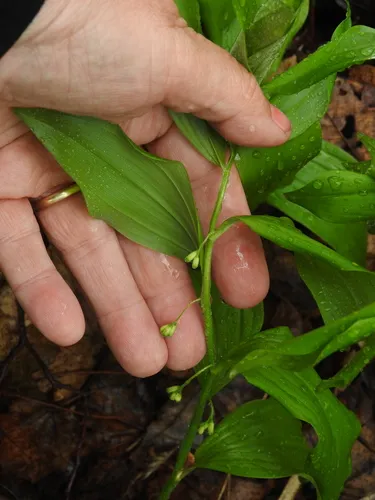Broadleaf Solomon's Seal