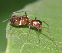 Myrmecotypus lineatus thumbnail 2