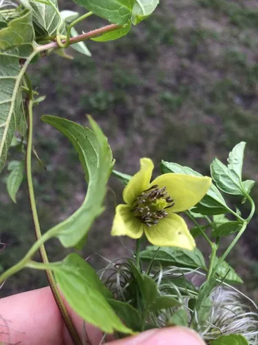 Clematis serratifolia