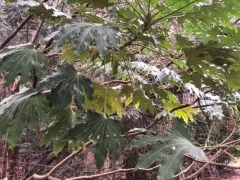 Japanese aralia thumbnail 2
