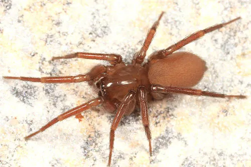 Pallid Funnel-web Spider