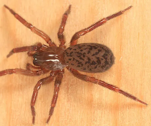 Cicurina robusta
