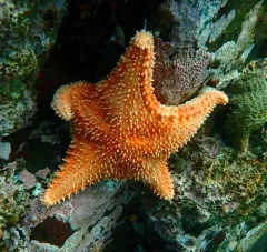Trojan Star thumbnail 2
