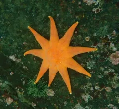 Purple Sun Star thumbnail 4