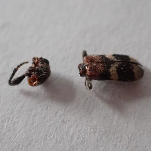 Enoclerus nigripes