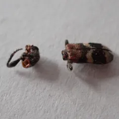 Enoclerus nigripes thumbnail 1