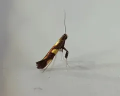 Caloptilia vacciniella thumbnail 3