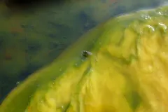 Ephydra bruesi thumbnail 3