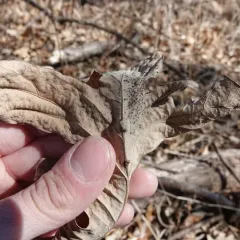 Druon ignotum thumbnail 3