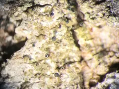English Puckered Pin thumbnail 2