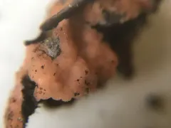 Pyronema omphalodes thumbnail 4