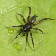 Drassyllus depressus thumbnail 3