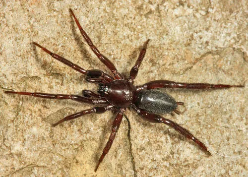 Drassyllus novus