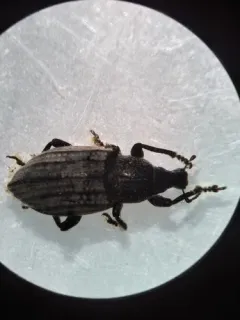 Barynotus squamosus thumbnail 2