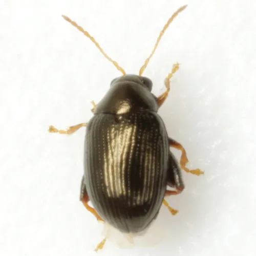 Sweetpotato Flea Beetle