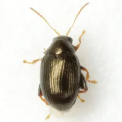 Sweetpotato Flea Beetle thumbnail 1
