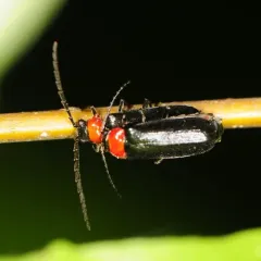 Silis percomis thumbnail 2