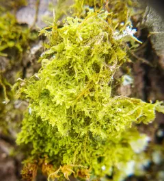 Forked Veilwort thumbnail 1