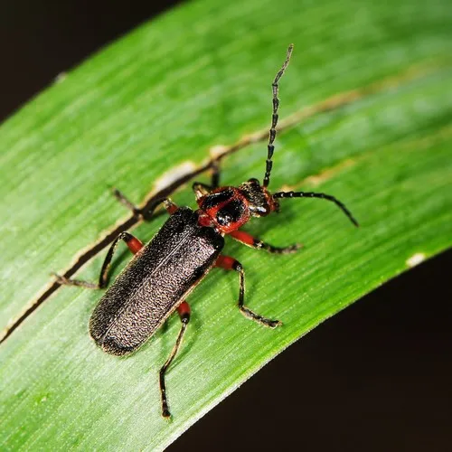 Two-lined Leatherwing