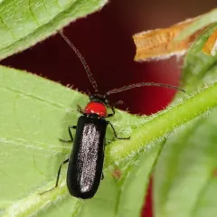 Silis spathulata thumbnail 2