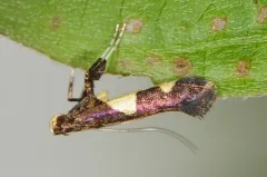 Caloptilia cornusella thumbnail 2