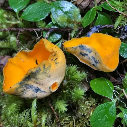 Spring Orange Peel Fungus